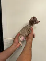 Chihuahua , a male Chihuahua for sale in Orlando, FL – 2 of 5