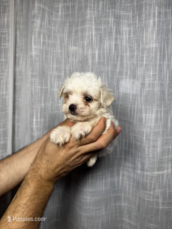 Maltese  – Maltese puppy for sale in Orlando, FL