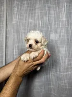 Maltese , a male Maltese for sale in Orlando, FL – 1 of 7