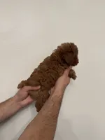 Toy Poodle red 4, a female Poodle - Toy  for sale in Orlando, FL – 5 of 6