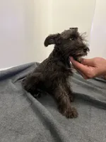 miniature Schnauzer , a male Miniature Schnauzer for sale in Orlando, FL – 3 of 5