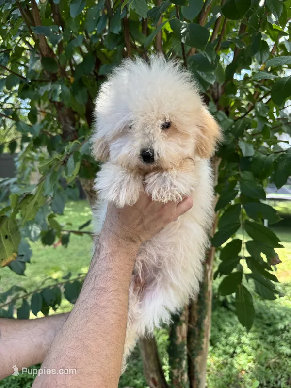 Poodle 1 – Poodle - Toy  puppy for sale in Orlando, FL