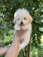 Poodle 1, a male Poodle - Toy  for sale in Orlando, FL – 1 of 8