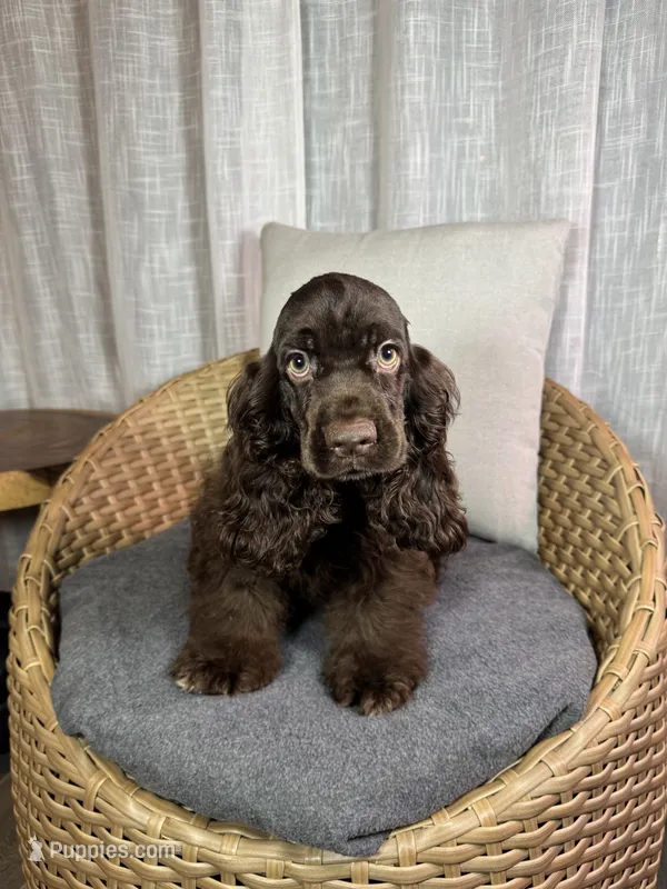América Cocker Spaniel (Rudy) – Cocker Spaniel puppy for sale in Orlando, FL
