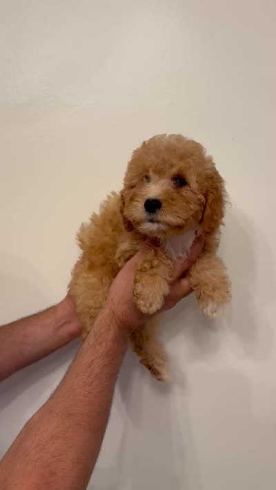 Cavapoo, a male Cavapoo for sale in Orlando, FL – 6 of 6