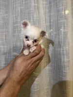 Chihuahua , a female Chihuahua for sale in Orlando, FL – 2 of 4