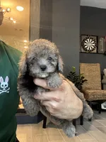 Poodle , a male Poodle - Toy  for sale in Orlando, FL – 9 of 10