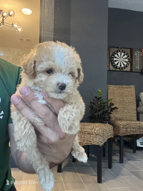 Meltipoo – Maltipoo puppy for sale in Orlando, FL