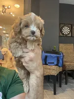 Maltipoo, a male Maltipoo for sale in Orlando, FL – 5 of 9