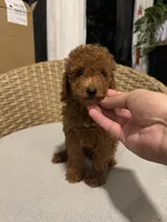 Red toy poodle , a male Poodle - Toy  for sale in Orlando, FL – 4 of 7