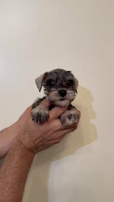 Miniature Schnauzer , a female Miniature Schnauzer for sale in Orlando, FL – 6 of 6