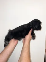 Schnauzer , a male Miniature Schnauzer for sale in Orlando, FL – 4 of 5