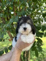 Poodle 2, a male Poodle - Miniature  for sale in Orlando, FL – 5 of 7