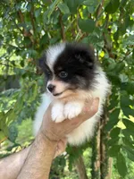 Pomeranian , a male Pomeranian for sale in Orlando, FL – 2 of 7
