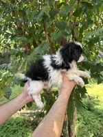 Japanese Chin, a female Japanese Chin for sale in Orlando, FL – 5 of 6