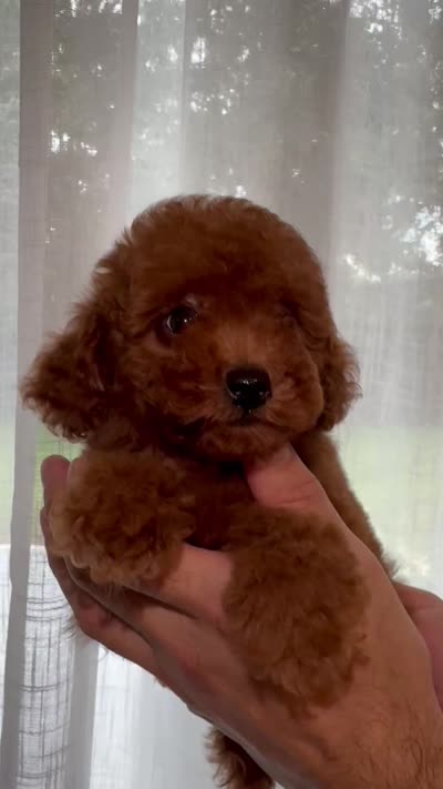 Red Toy Poodle , a female Poodle - Toy  for sale in Orlando, FL – 5 of 5