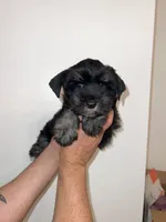 Schnauzer , a male Miniature Schnauzer for sale in Orlando, FL – 3 of 5
