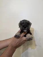 Miniature Schnauzer , a male Miniature Schnauzer for sale in Orlando, FL – 1 of 5