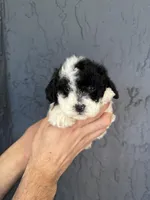 Toy Poodle , a female Poodle - Toy  for sale in Orlando, FL – Photo 3 of 5