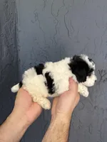 Toy Poodle , a female Poodle - Toy  for sale in Orlando, FL – Photo 5 of 5