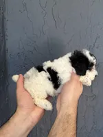 Toy Poodle , a female Poodle - Toy  for sale in Orlando, FL – Photo 2 of 5