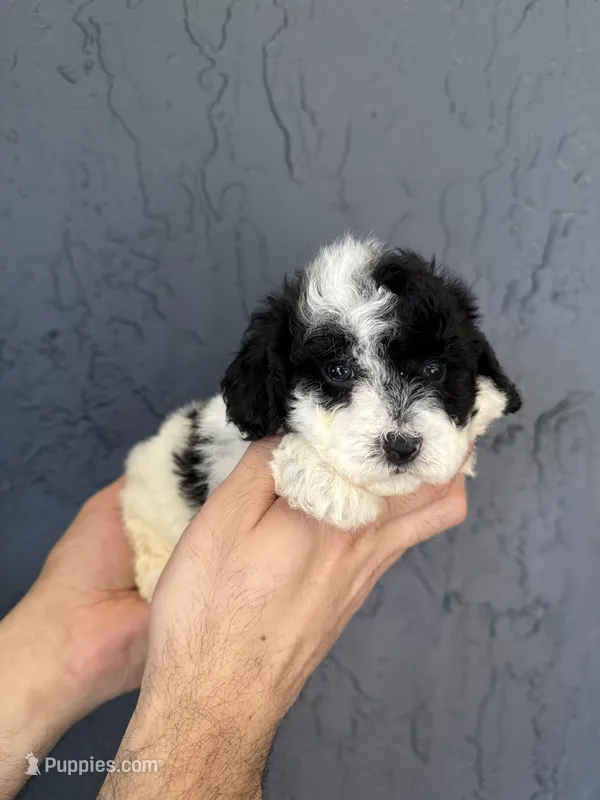 Toy Poodle  – Poodle - Toy  puppy for sale in Orlando, FL