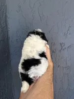 Toy Poodle , a female Poodle - Toy  for sale in Orlando, FL – Photo 4 of 5