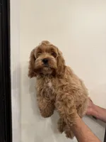 Cockapoo , a male Cockapoo for sale in Orlando, FL – 3 of 6