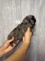 Toy Poodle, a male Poodle - Toy  for sale in Orlando, FL – 5 of 7
