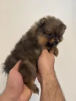 Teacup Pomeranian , a female Pomeranian for sale in Orlando, FL – Photo 3 of 5