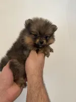 Teacup Pomeranian , a female Pomeranian for sale in Orlando, FL – Photo 2 of 5