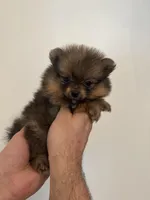 Teacup Pomeranian , a female Pomeranian for sale in Orlando, FL – Photo 4 of 5