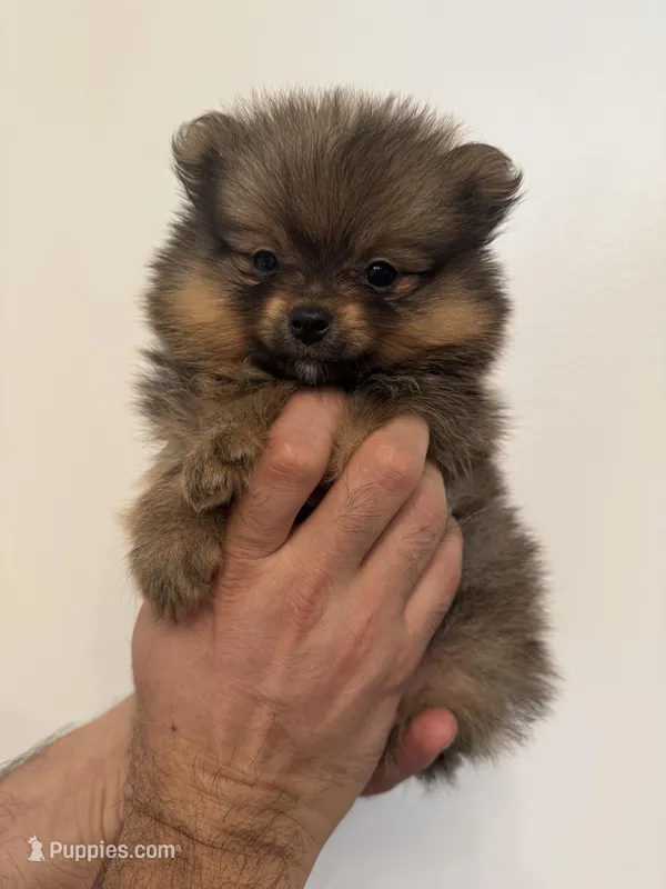 Teacup Pomeranian  – Pomeranian puppy for sale in Orlando, FL