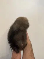 Teacup Pomeranian , a female Pomeranian for sale in Orlando, FL – Photo 5 of 5