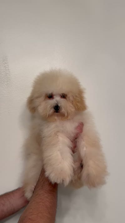 Poodle 2, a male Poodle - Toy  for sale in Orlando, FL – 5 of 5