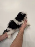 Shih Tzu , a male Shih Tzu for sale in Orlando, FL – 5 of 6