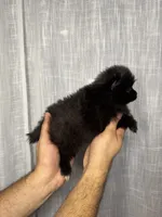Pomeranian , a male Pomeranian for sale in Orlando, FL – 5 of 6
