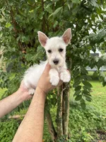 West Highland , a female West Highland White Terrier for sale in Orlando, FL – 2 of 6