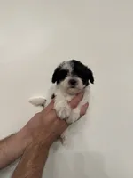 Maltipoo 1, a female Maltipoo for sale in Orlando, FL – 6 of 7