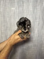 Toy Poodle, a male Poodle - Toy  for sale in Orlando, FL – 6 of 7