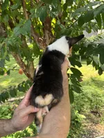 Corgi 2 , a female Pembroke Welsh Corgi for sale in Orlando, FL – 4 of 7