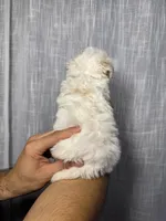 Maltese , a male Maltese for sale in Orlando, FL – 3 of 7