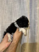 Toy Poodle , a male Poodle - Toy  for sale in Orlando, FL – 8 of 8
