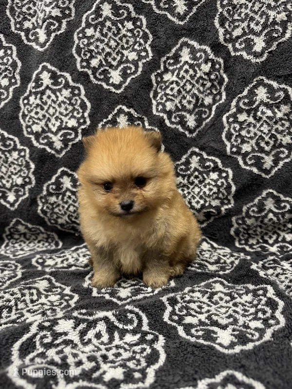 Teacup  – Pomeranian puppy for sale in Orlando, FL