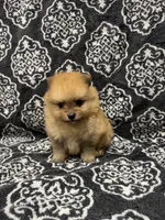 Teacup , a female Pomeranian for sale in Orlando, FL – 1 of 5