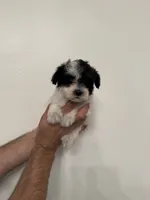 Maltipoo 1, a female Maltipoo for sale in Orlando, FL – 4 of 7