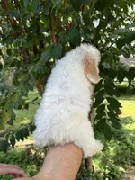 Poodle 3, a male Poodle - Miniature  for sale in Orlando, FL – 6 of 9