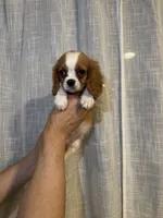 Cavalier , a male Cavalier King Charles Spaniel for sale in Orlando, FL – 5 of 7