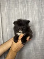 Pomeranian , a male Pomeranian for sale in Orlando, FL – 4 of 7