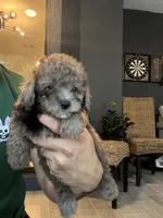 Poodle , a male Poodle - Toy  for sale in Orlando, FL – 7 of 10